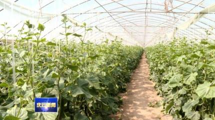 蔬菜种植主打优质牌,庆云县打造全域优质农产品生产基地!