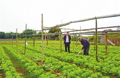 都城镇蔬菜种植基地春耕忙 逾千亩 菜篮子 基地绿油油