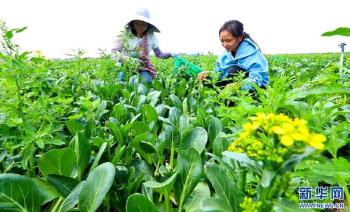 在希望的田野上 甘肃张掖 有机蔬菜收获忙