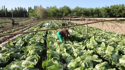 蔬菜种植助农增收